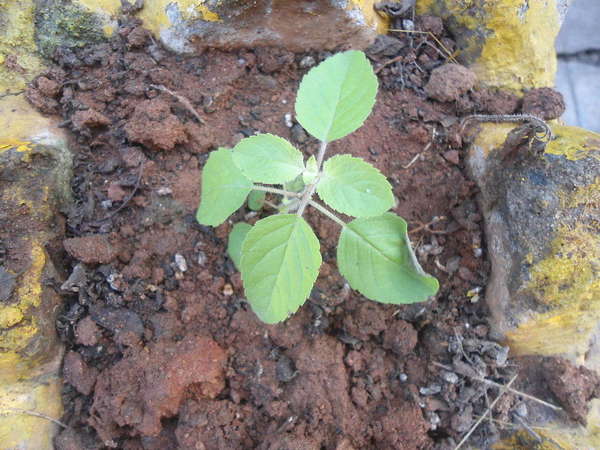 Small plant with opposite, oval-shaped, slightly serrated leaves, growing in exposed brown soil