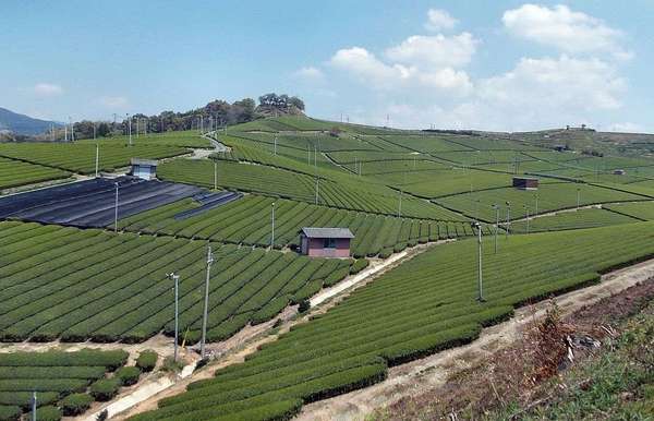 Sterile-looking landscape of tea bushes stretching over hillsides the whole way to the horizon