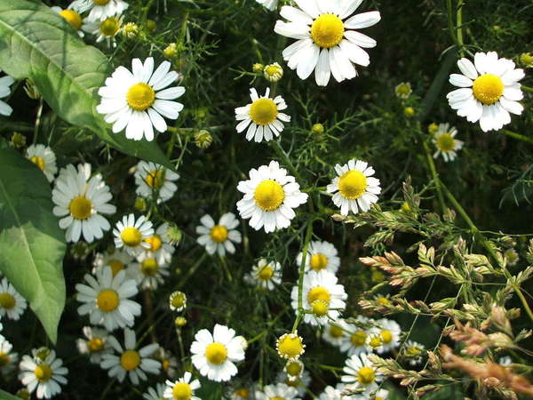 White flowers with big yellow centers, and very fine leaves, growing among other plants