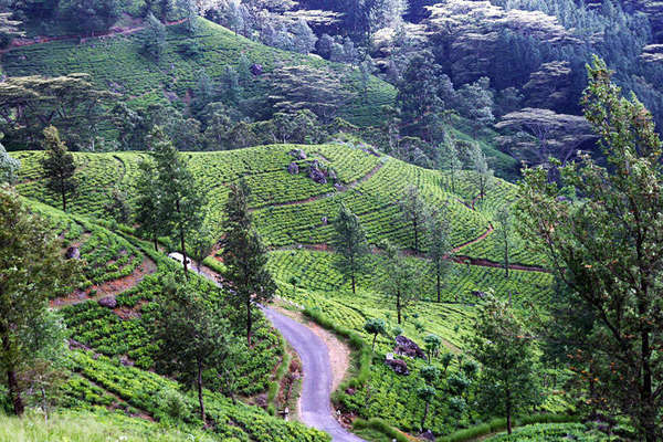 Rows of tea on a curvy hillside, a windy road traveling through them, numerous scattered trees