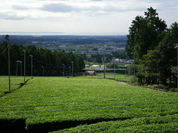 Field of tea bushes so flat-topped it looks like turf grass, looking gently downhill onto buildings and a row of trees in the distance
