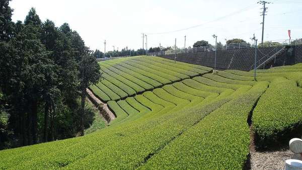 Neat rows of tea following the contour of a hillside into the distance, some trees to the left.