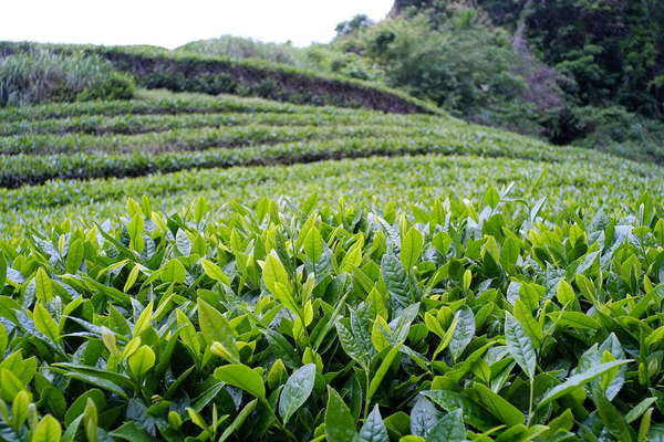 Gently-arching rows of tea plants with closeup of leaves and shoots in foreground