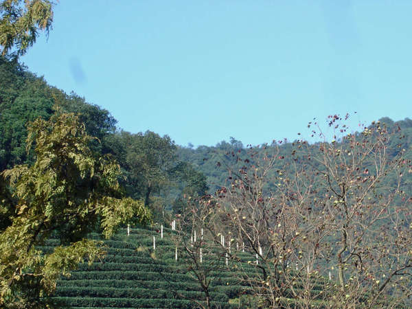 Tea growing on terraces in neat rows on a hillside, numerous trees about