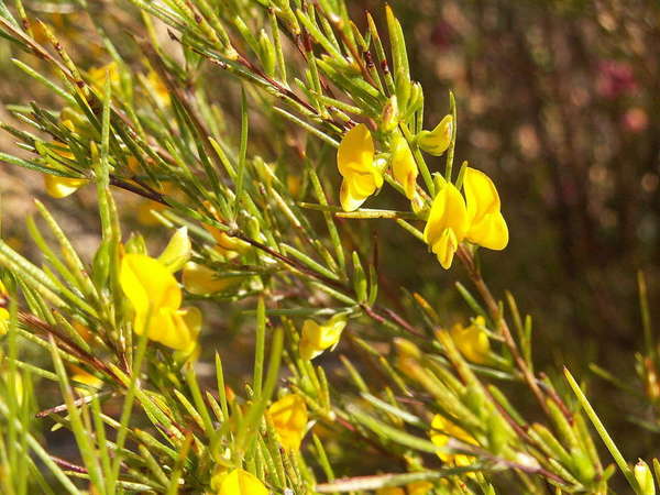 Plant with yellow-green needle-like leaves and bright yellow pea-like flowers
