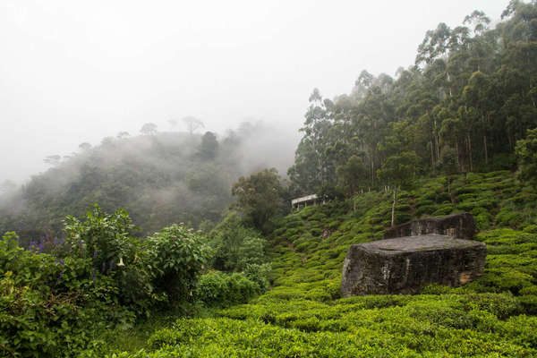 Rows of tea plantation disappearing into a fog-covered, partly-forested hillside in a mountainous area