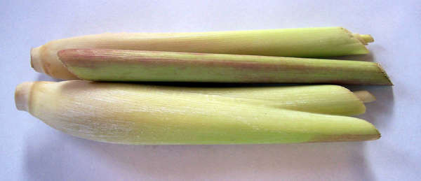 two neatly-cut lemongrass stem sections, showing pinkish-white bases, and yellow-green farther up
