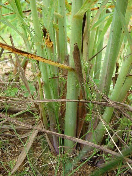 Thick, round, pale green stems of grass plant, converging to a single point at the base