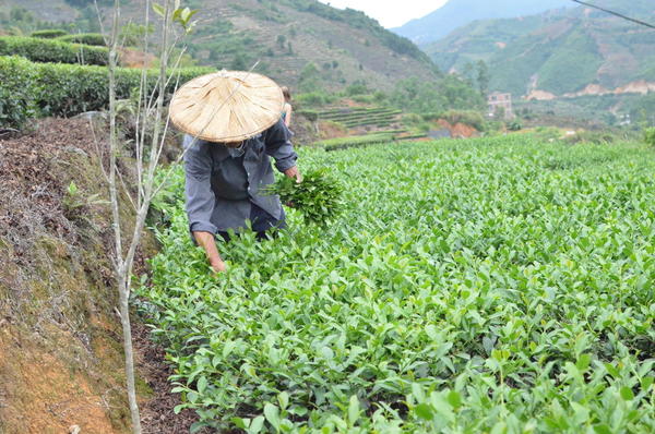 Man picking tea in a field of tea, holding a bunch of leaves in his hand, mountainous scenery in background