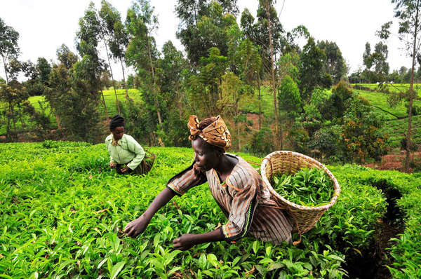 Two dark-skinned women picking tea in a plantation, baskets of leaves on their back, and bandanas in their hair