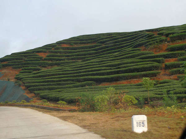 Eerily sterile-looking green rows of tea bushes on a hillside, showing exposed orange-brown soil, a road in the lower-left and a marker labeled 165