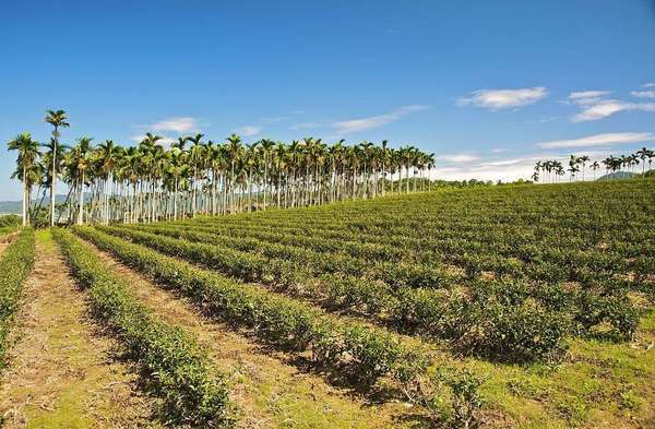 Sparse rows of small tea plants against yellowish soil, a row of tall palms in the distance, under a blue sky
