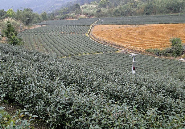 Rows of tea plants in a crescent shape, with one area showing barren ground yet to be planted