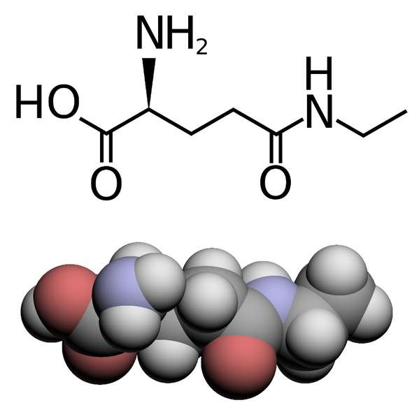 Two molecular diagrams of L-theanine, skeletal diagram top, spacefill on bottom showing Oxygens in red and Nitrogens blue