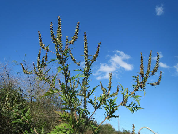 Common ragweed plant with spikes of inconspicuous, wind-pollinated flowers, against a blue sky