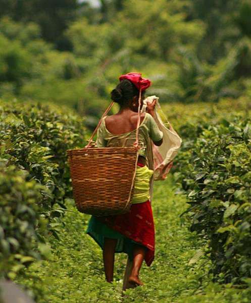 Woman walking through a path in a tea plantation with a basket on her back and carrying things