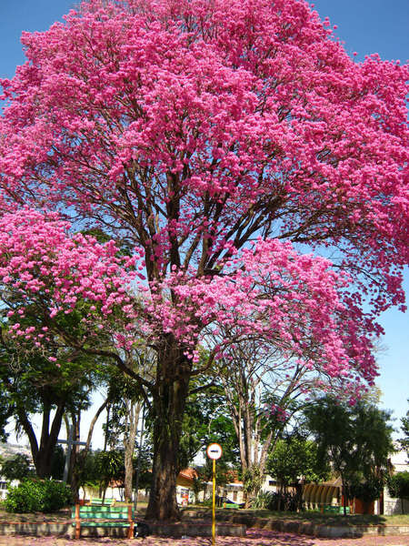 Tree covered in bright pink blossoms with lower, green trees in background, along a sidewalk