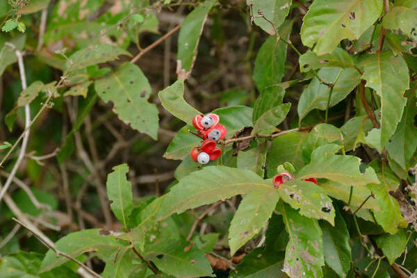 Guarana plant showing some insect damage to leaf, a red fruit center, open showing unusual white center with black seeds