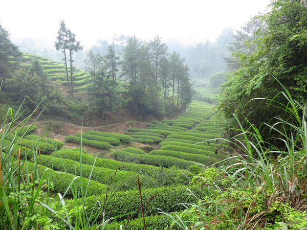 Round-topped rows of tea plants in a lush, green landscape with a slight fog