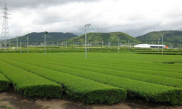 Neat rows of tea plants, lights and power line towers dotting the landscape, with lush green hills rising up in the distance against a sky full of dense, billowy clouds