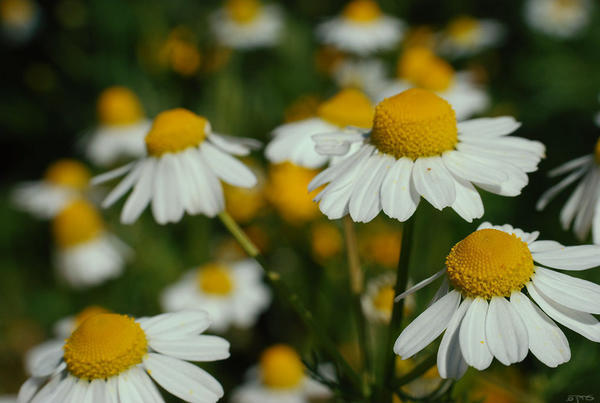 Blooming chamomile flowers with bright yellow centers and white petals, daisy-like