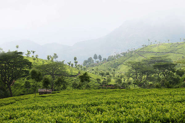 Bright yellow-green landscape of tea fields and scattered trees, a faint outline of mountains in the distance, barely visible through haze