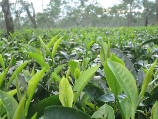 Closeup of new tea leaves and shoots in a vast, flat field of tea, some trees in background