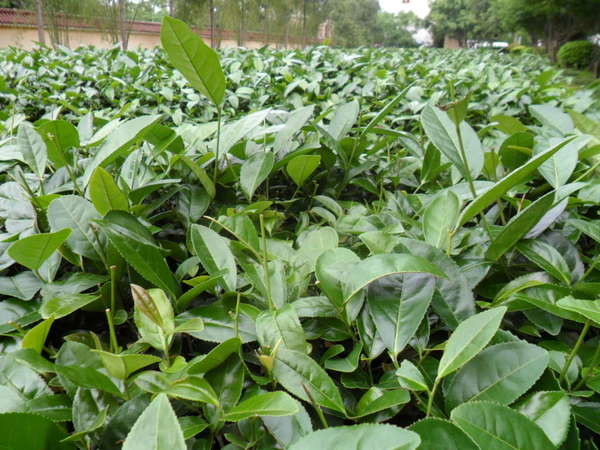 Dark green tea plants in a field showing mostly mature leaves, with nearly all new shoots cleanly cut off