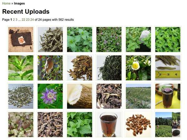 Screenshot showing a grid of images, mostly of tea or plants