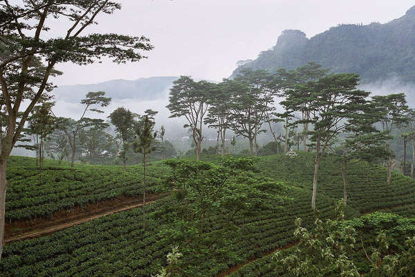 Orderly rows of tea with scattered tall trees in front of dense fog or clouds, forested mountains in the distance