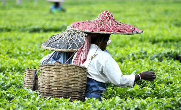 Tea pickers in a field of tea with very wide hats, red and blue, and baskets on their backs