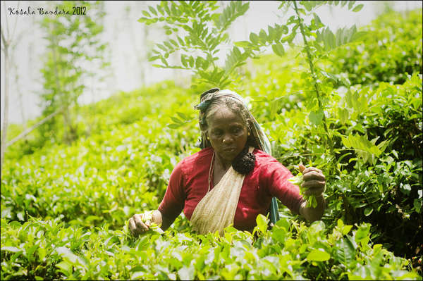Woman picking tea in a tea field on a gentle slope