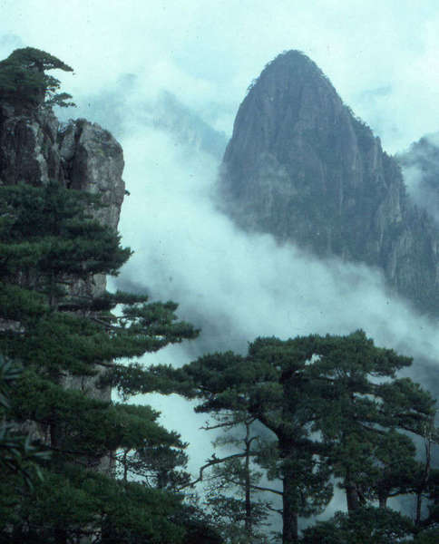 Dense clouds wind around steep rocky cracks, with gnarly pine trees in the foreground