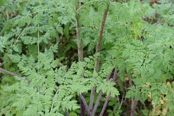 Poison hemlock with fernlike, pale blue-green leaves and leaves covered in dark purple spots, solid purple at the base