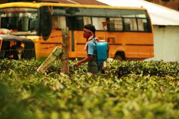 Young man spraying pesticides on tea plants, yellow bus in the background